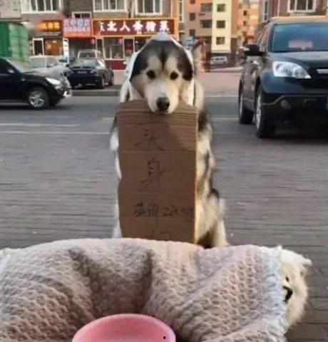 狗狗吃瓜群众