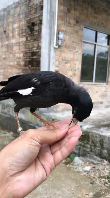 黑鸟吃瓜网