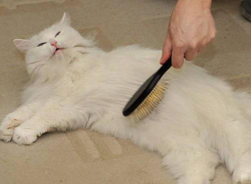 猫咪可以吃苏瓜吗怎么吃,苏瓜的食用方法与注意事项