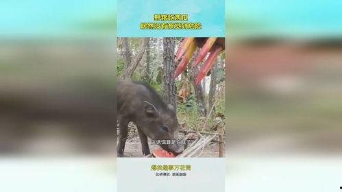 吃瓜的野猪,揭秘森林中的神秘食客