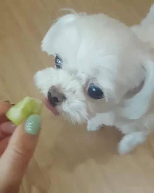 小狗可以吃葵瓜吗,狗狗的健康美食选择？