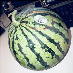 金龙街吃瓜